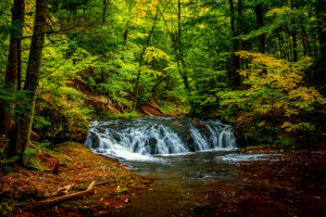 forest, greens, stream, trees