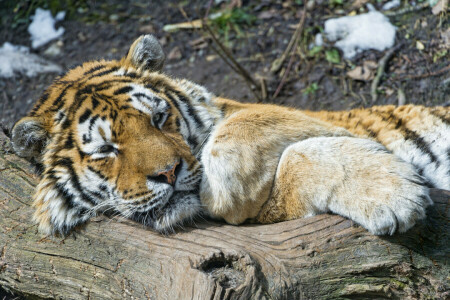 cat, log, stay, the Amur tiger, tiger, ©Tambako The Jaguar