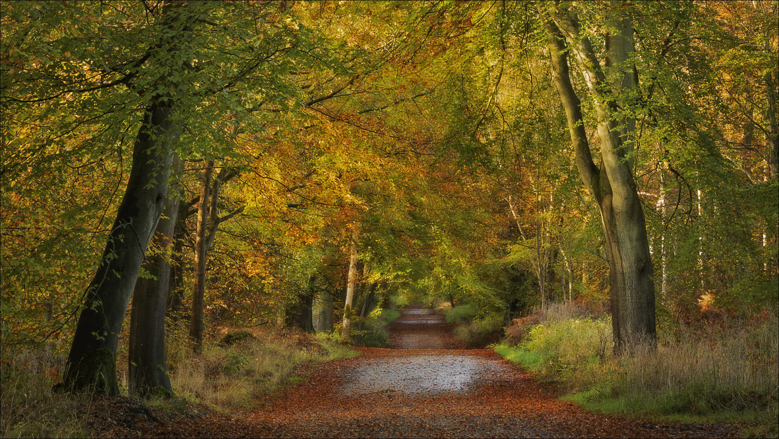 jeseň, les, cestné, stromy, Anglicko, Wiltshire, Savernake Forest