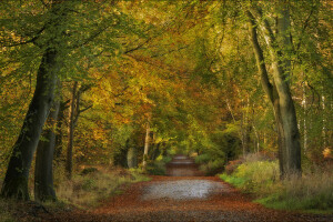 outono, Inglaterra, floresta, estrada, Floresta de Savernake, árvores, Wiltshire