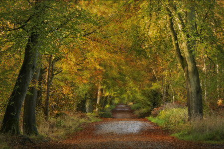 höst, England, skog, väg, Savernake Forest, träd, Wiltshire