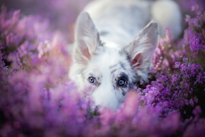 hond, elk, kijken, zomer