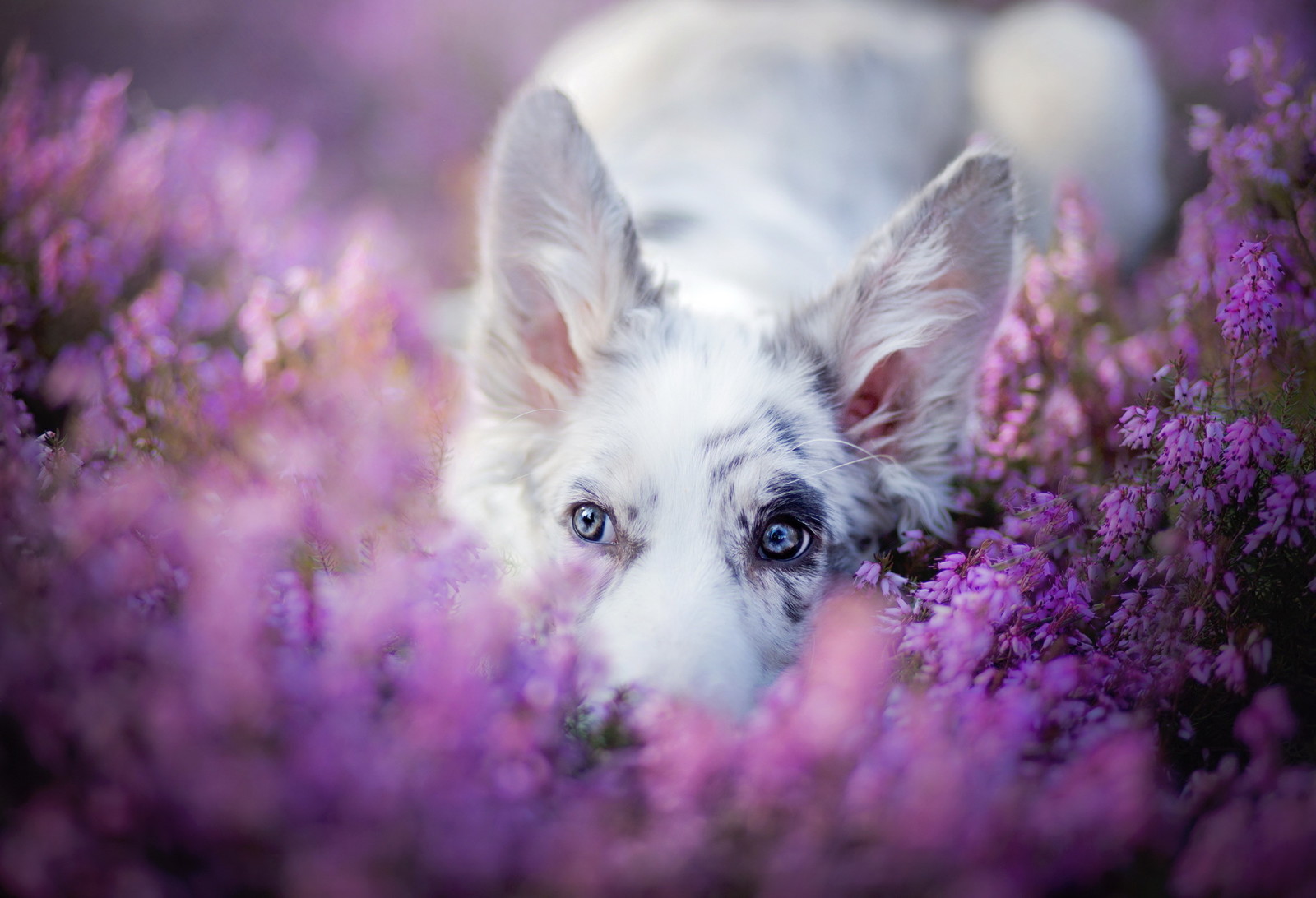 se, hund, sommar, varje