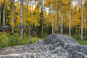 tremble, l'automne, Colorado, forêt, feuilles, pierre, Etats-Unis