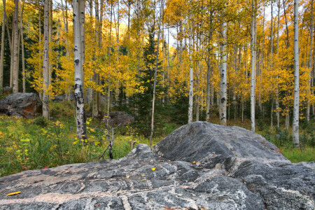 rezgő nyárfa, ősz, Colorado, erdő, levelek, kő, USA