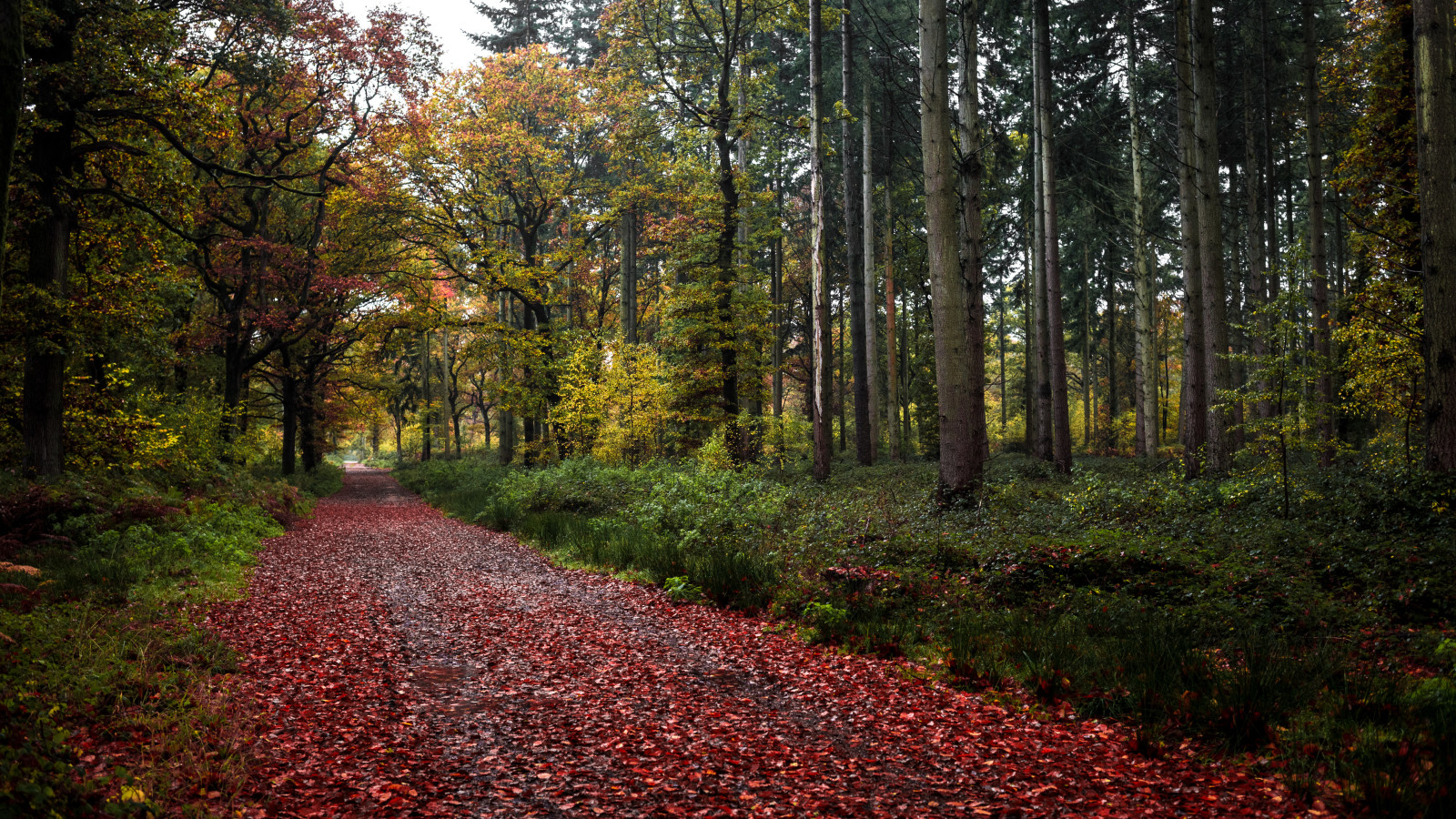 sonbahar, orman, yol