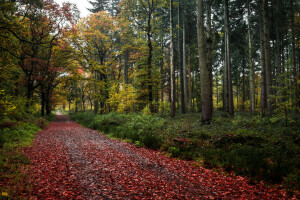 outono, floresta, estrada