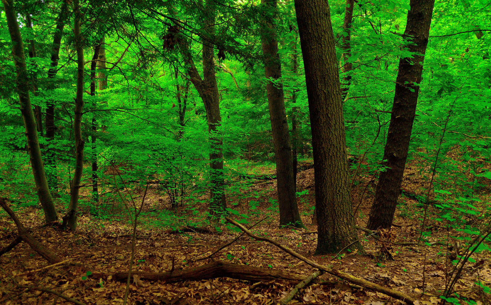 foresta, alberi, le foglie, boschetti, tronco