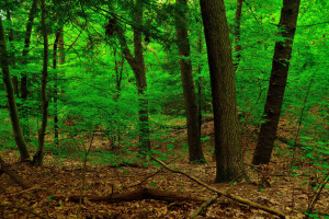 forest, leaves, thickets, trees, trunk