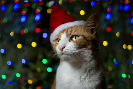 boné, gato, feriado, vermelho