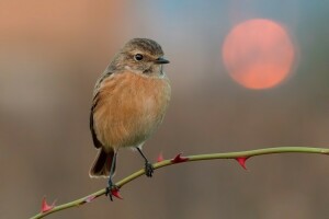 des oiseaux, branche, menthe