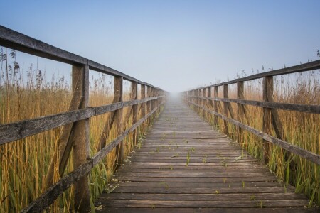 Board, flooring, fog, landscape, nature, railings, road, the reeds