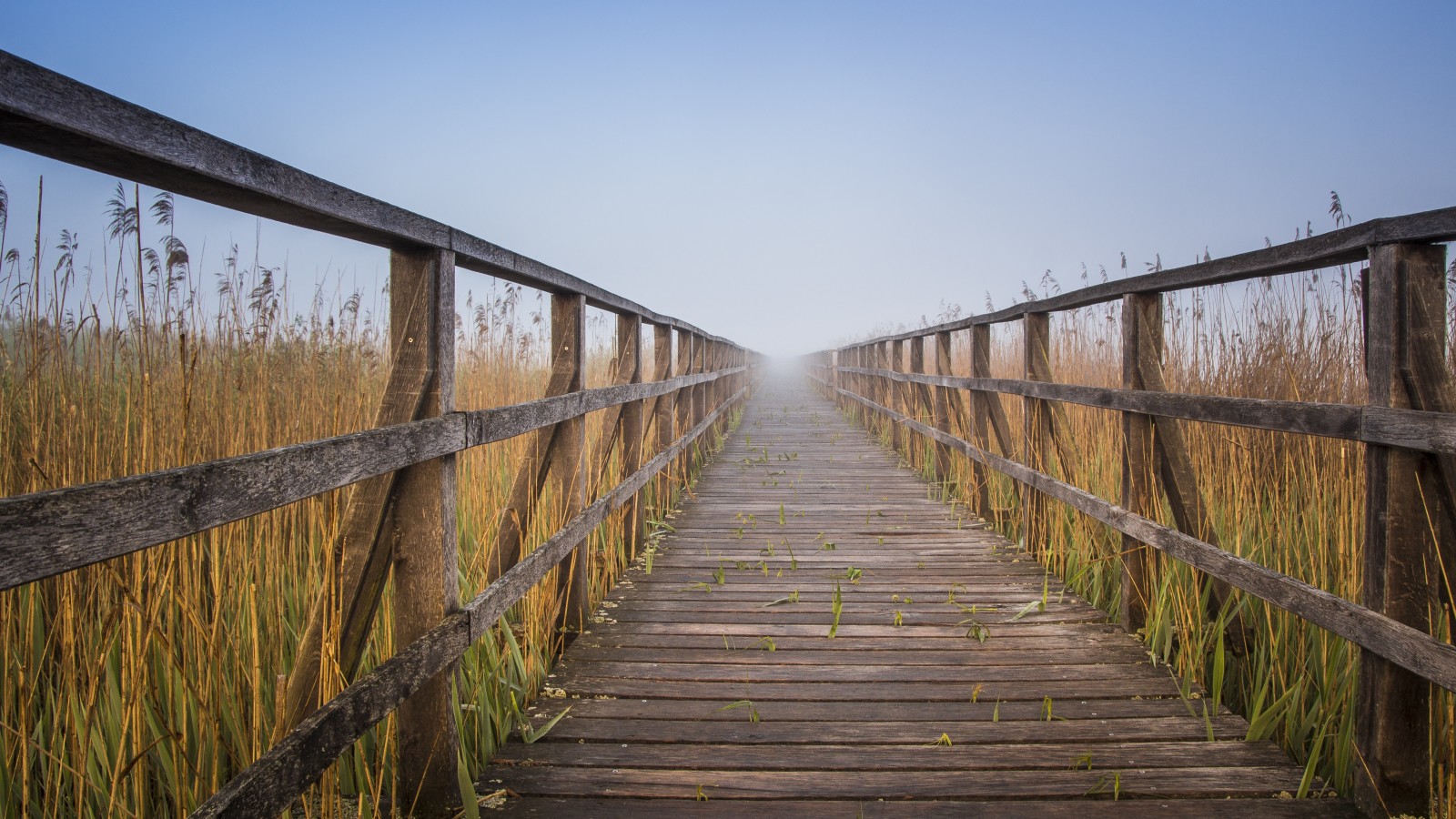 la nature, paysage, route, Planche, brouillard, sol, garde-corps, les roseaux