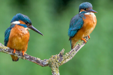 beak, bird, branch, color, feathers, Kingfisher, pair