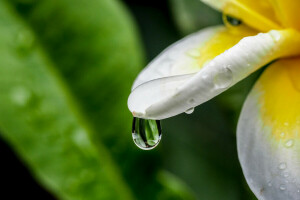 laissez tomber, fleur, la nature, plumeria, l'eau