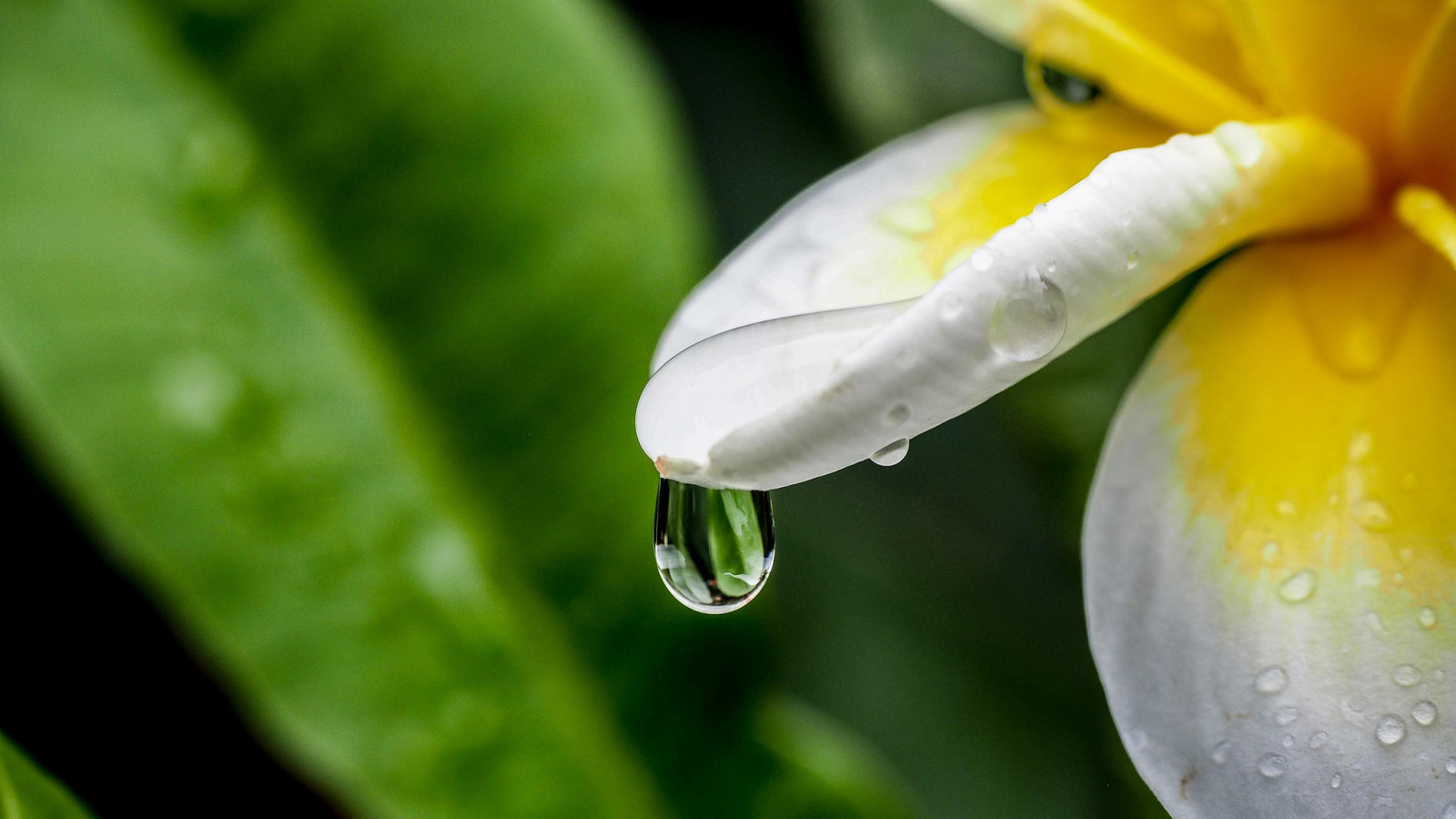 natura, acqua, fiore, plumeria, far cadere