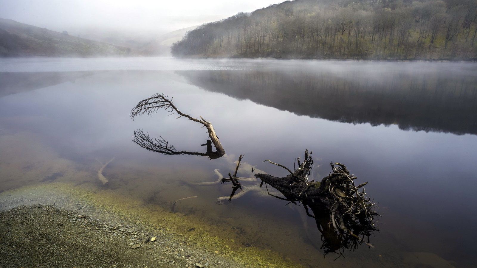 albero, fiume, nebbia