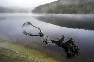 niebla, río, árbol