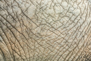 antecedentes, Piel de elefante, textura