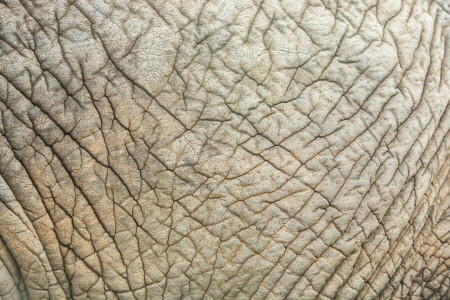 Contexte, Peau d'éléphant, texture