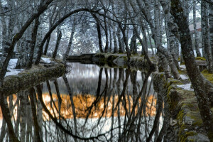 hmla, Portugalsko, Serra da Estrela, sneh, stromy