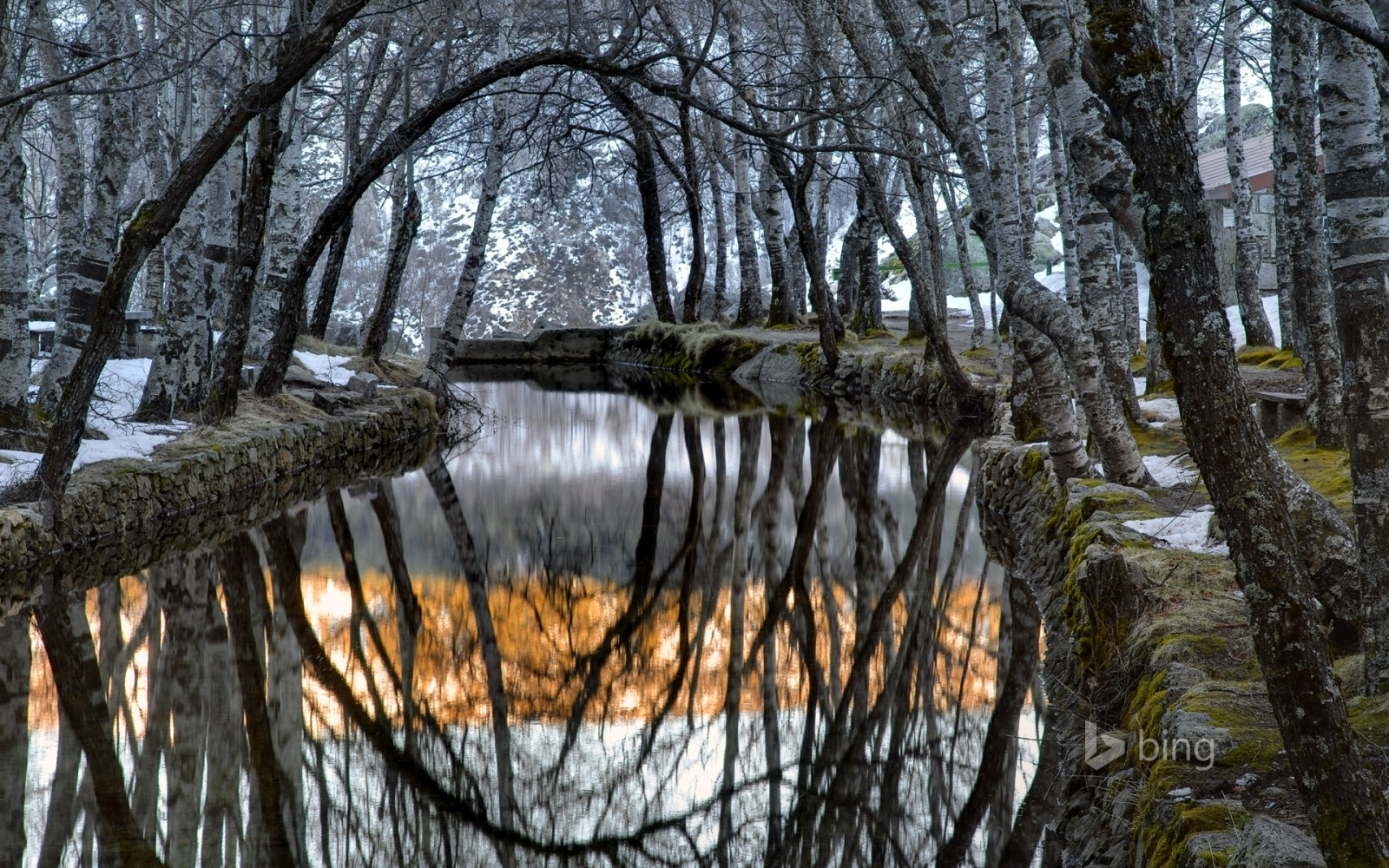 sníh, stromy, mlha, Portugalsko, Serra da Estrela