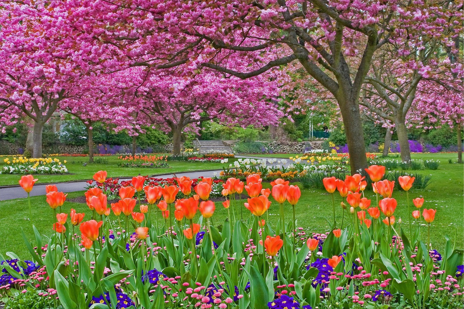 Parkera, träd, blommor, växter, Trädgård, rabatt