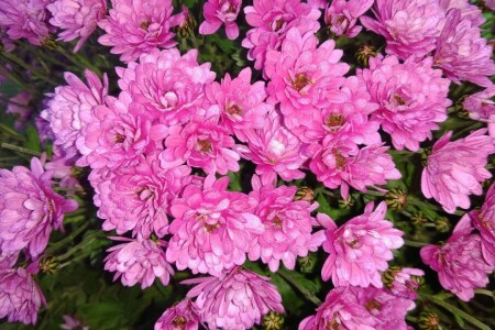 Chrysanthème, éblouissement, Rosa