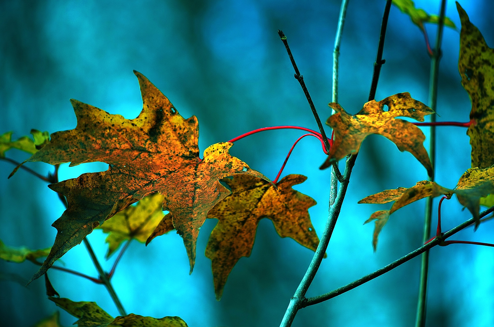 l'automne, feuilles, branche, érable