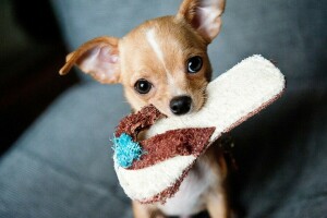 Chihuahua, hond, kijken, slippers