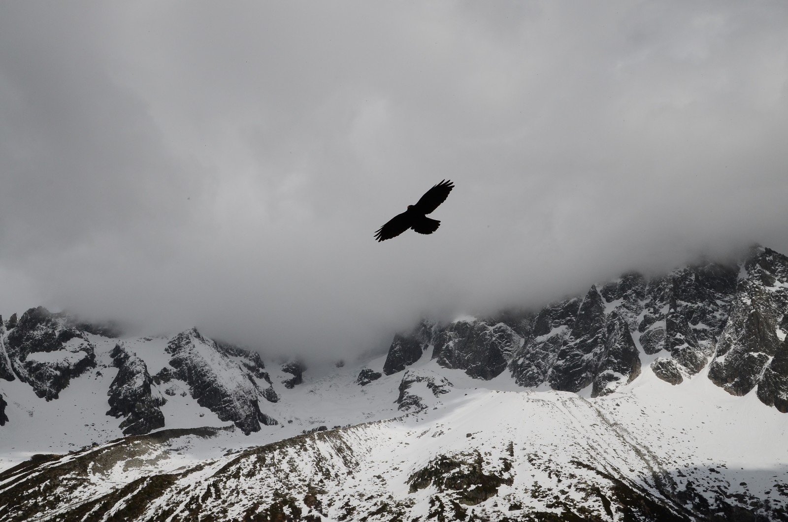 nieve, nubes, montañas, pájaro, niebla, tapas, Águila