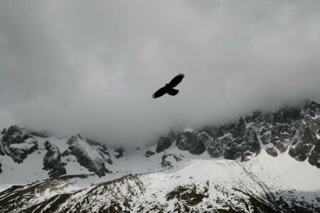 bird, clouds, Eagle, fog, mountains, snow, tops