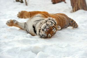 Amur, gato, nieve, Tigre