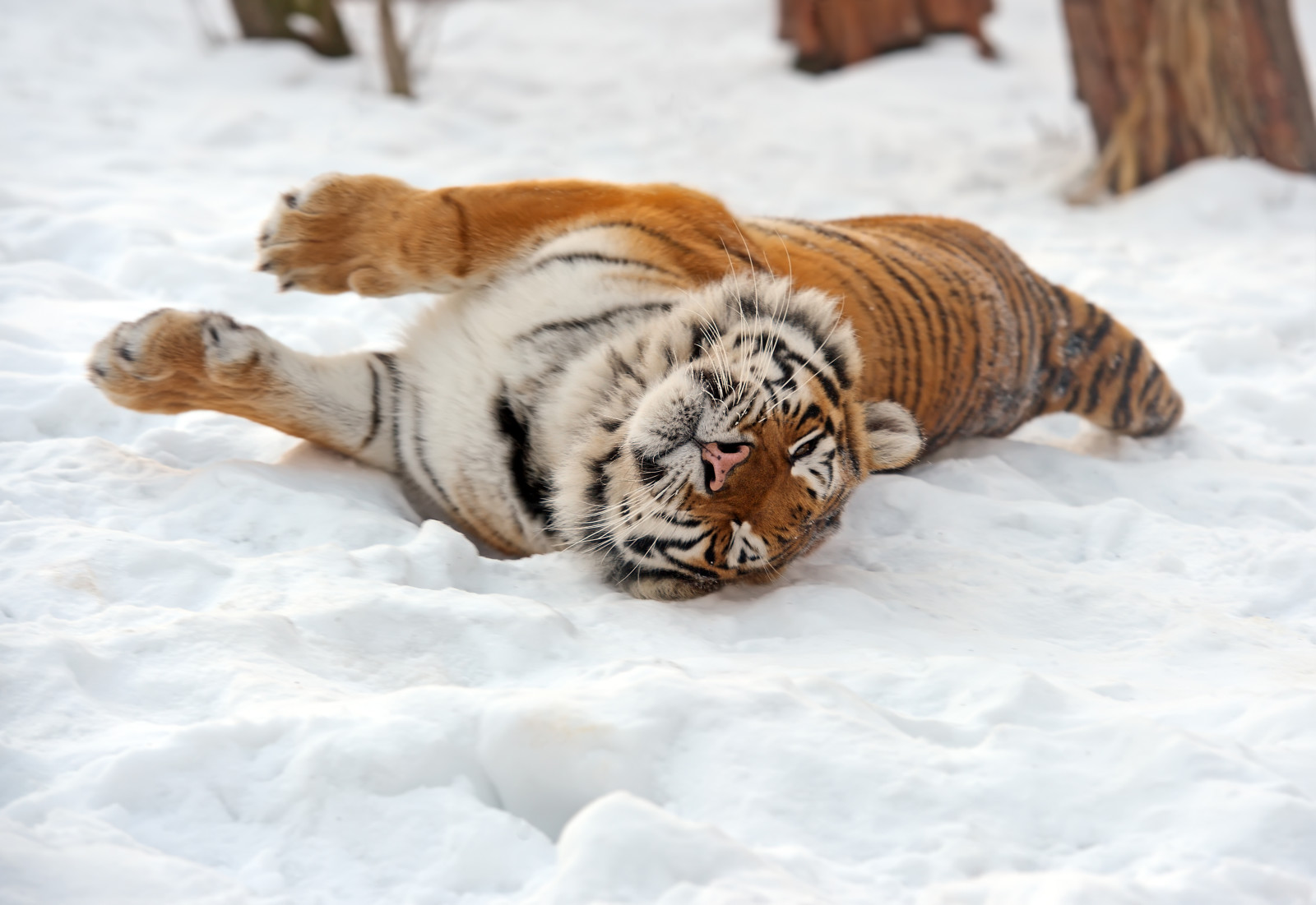 neige, chat, tigre, Amour