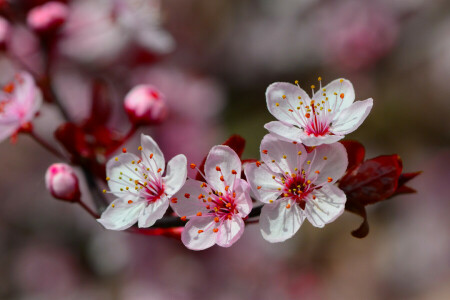 Garden, macro, petals, spring