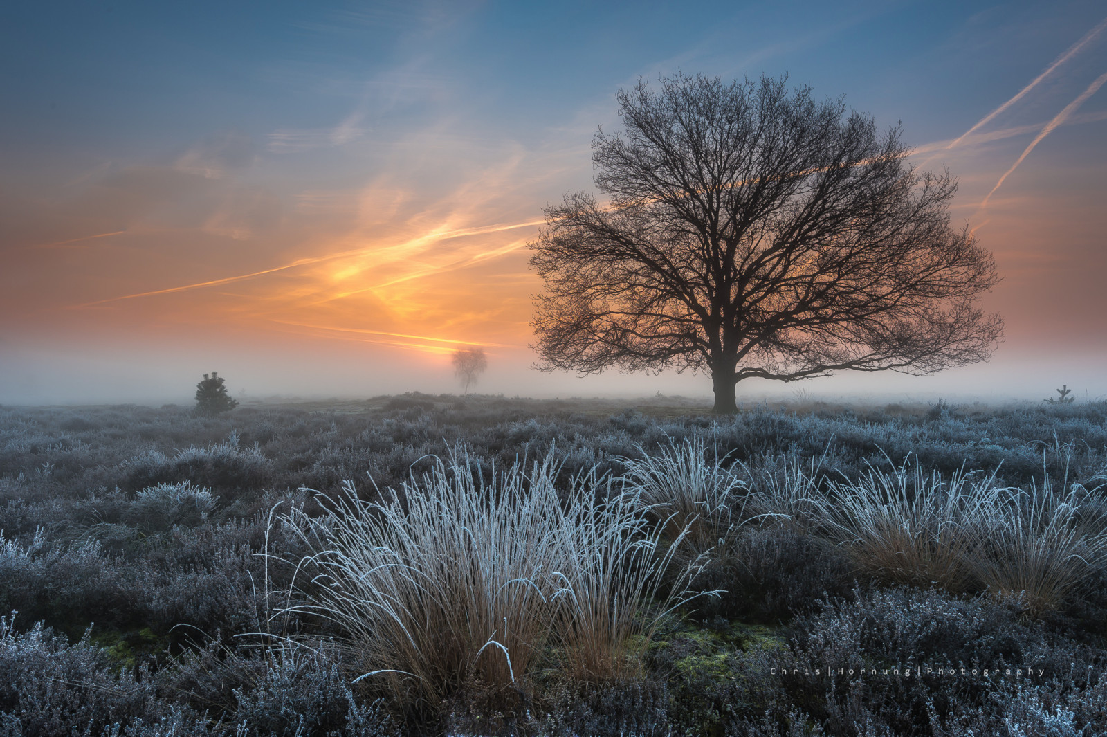 boom, gras, voorjaar, ochtend-, vorst, Nederland, maart