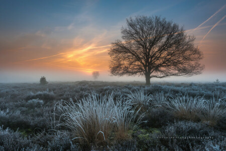 frost, gress, mars, morgen, Nederland, vår, tre