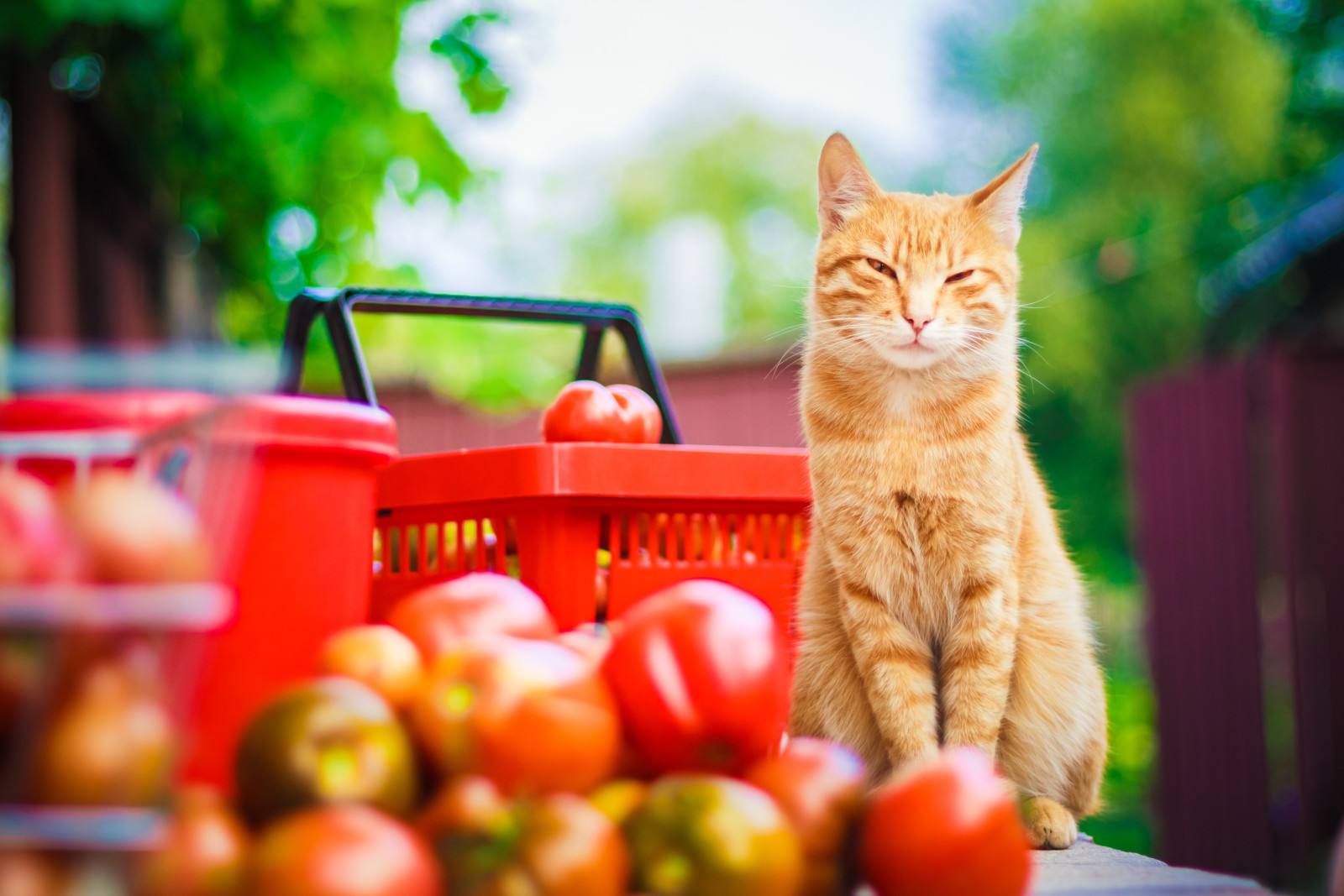 look, nature, bokeh, cat, tail, summer, tomatoes, yellow