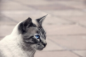 fundo, gato, olhos, Kote, Veja