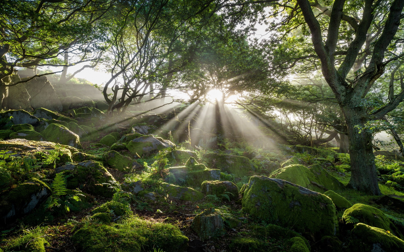 licht, natuur, bomen