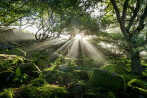 licht, natuur, bomen