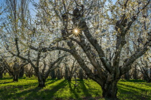 Jardim, natureza, Primavera