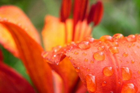 gotas, flor, Lirio, pétalo, Rosa