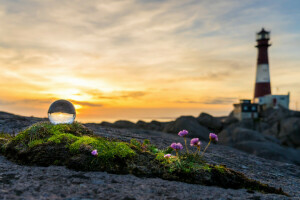 blommor, glasskula, Fyr, mossa, hav, solnedgång, gul himmel