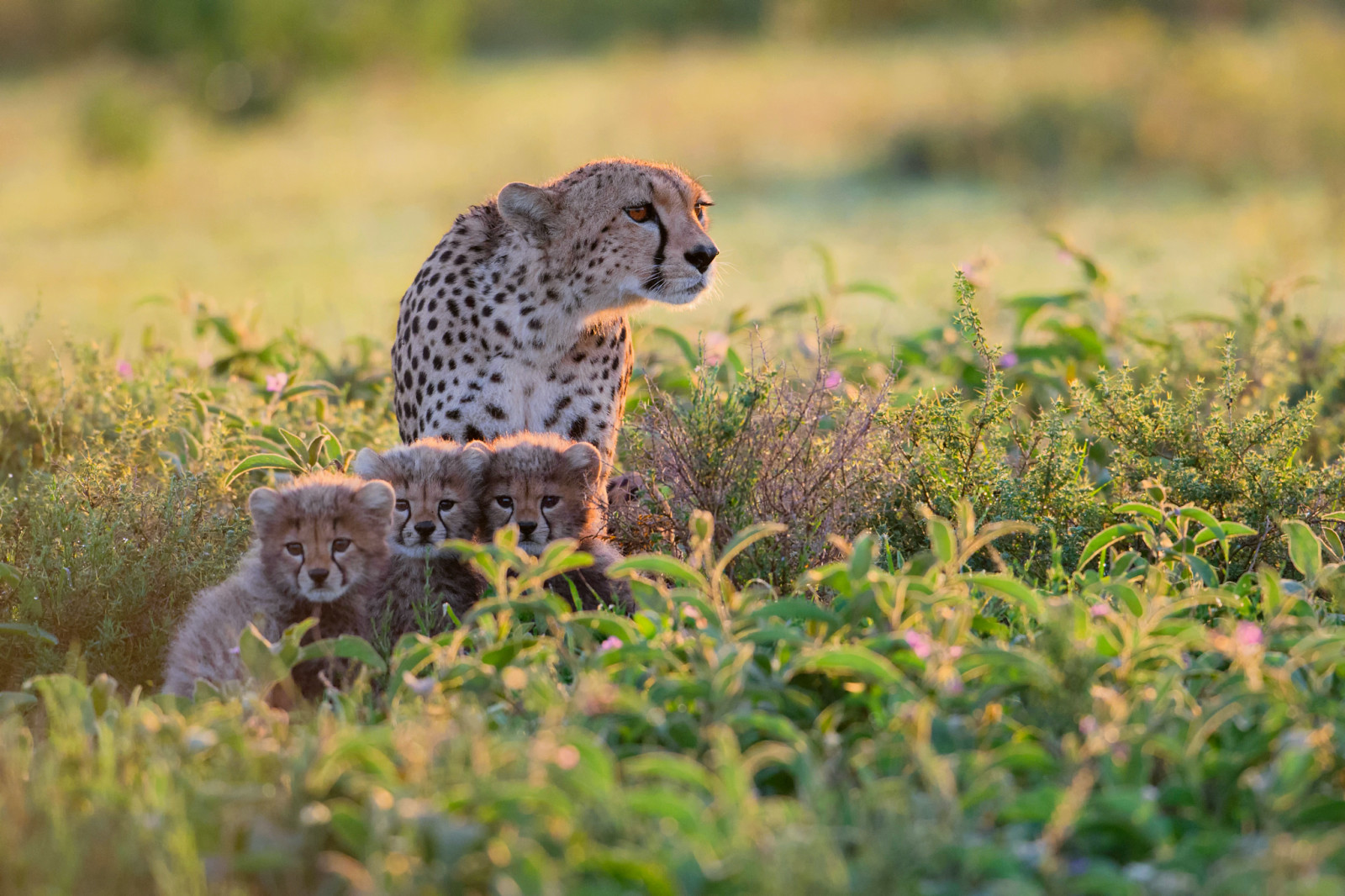 křoví, Afrika, gepardi, Tanzanie