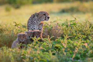 Africa, ghepardi, Tanzania, i cespugli