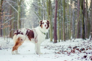 hund, varje, se