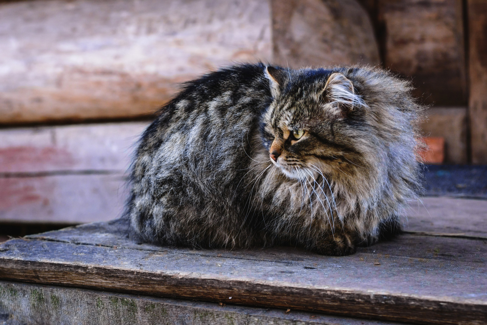 bak, kedi, gözler, görünüyor, kötülük, kedi