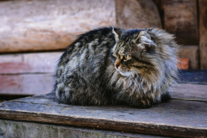 chat, Mal, yeux, Regardez, regards, chatte