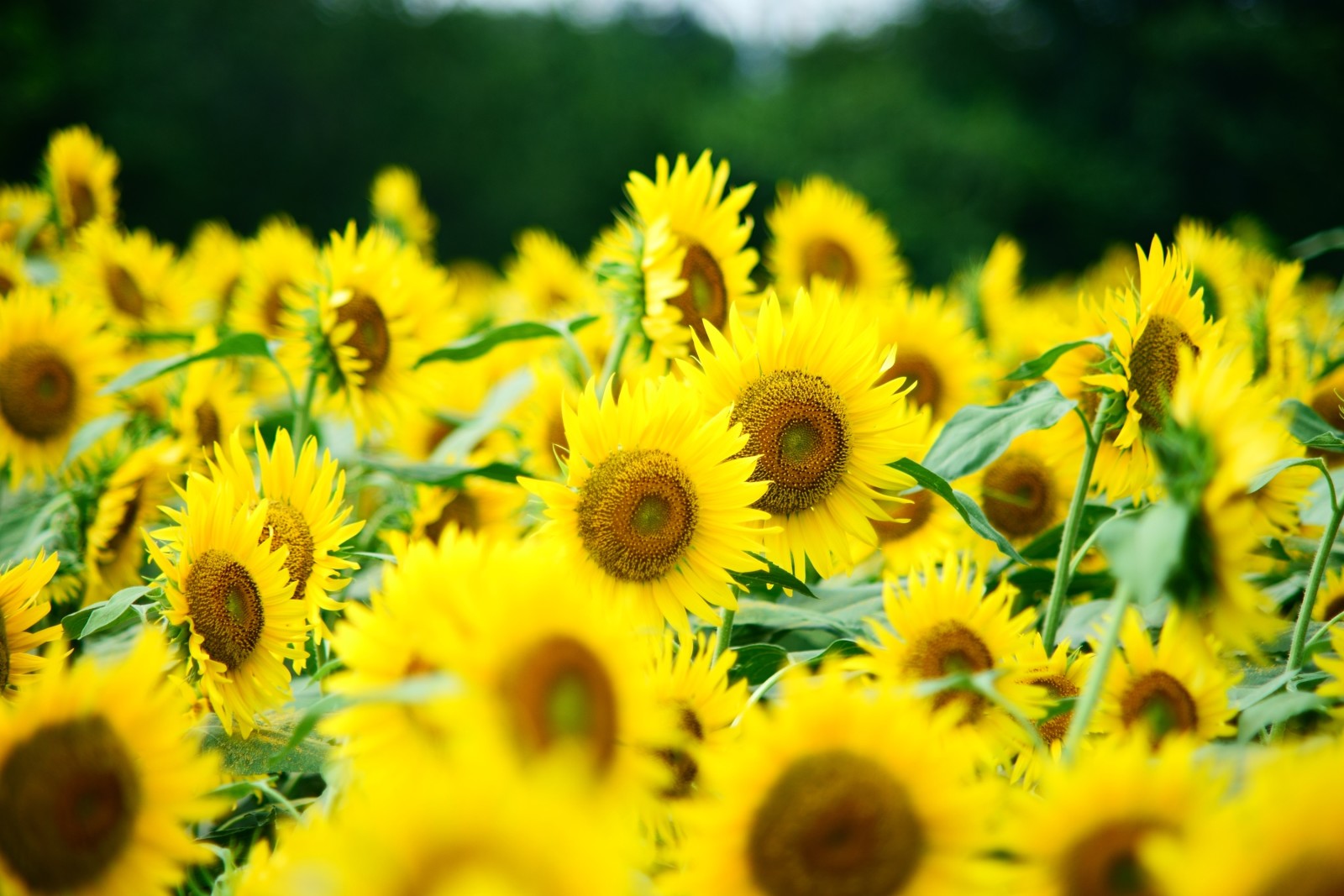 yellow, a lot, sunflowers